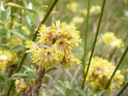 Helichrysum trilineatum empty flowerhead involucres